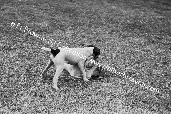 DOGS PLAYING